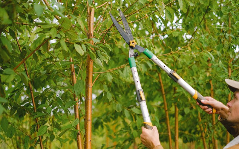 Tree trimming in Harvard, NE